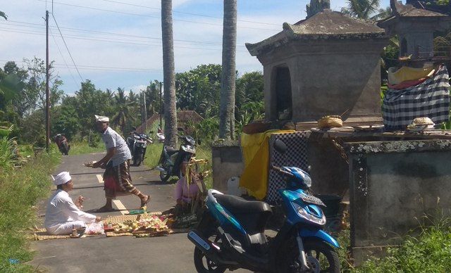 MECARU: Prosesi mecaru di areal Subak Teges Ulu, Banjar Sakah, Desa Batuan Kaler, Kecamatan Sukawati, Rabu (3/6). Empat Warga Sakah Meninggal Misterius Usai Upacara Mesaba Jelang Panen
