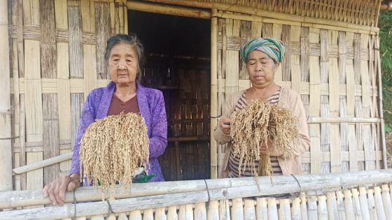 PADI GAGA: Pangempon Pura Pucaksari menunjukkan padi Gaga. Hasil tradisi Ngaga yang selanjutnya digunakan untuk upacara di pura. Pura Pucaksari Dibangun Kelompok Pemburu, Wajib Ada Padi Gaga