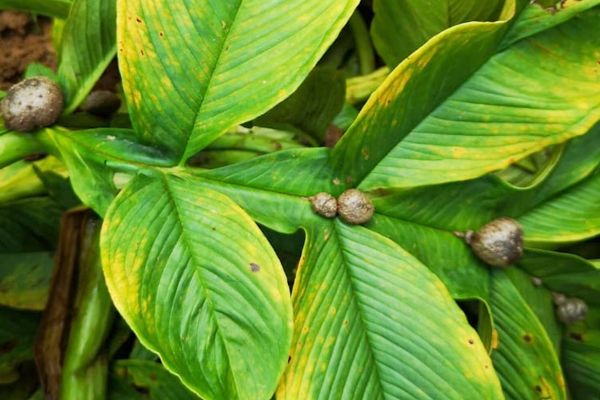 Inilah yang disebut katak. Buah porang yang muncul di daun. dahlan iskan, catatan kaki, porang komersial