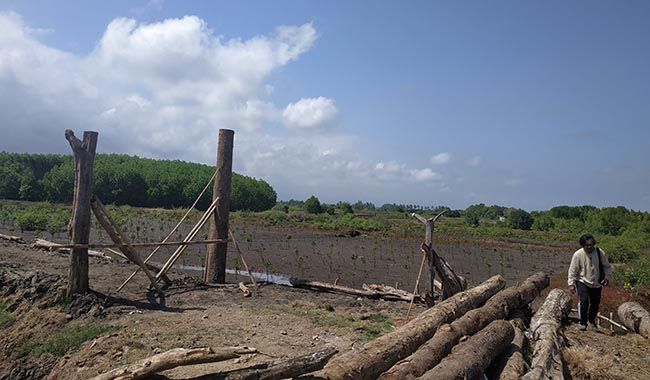 Hutan Mangrove Rusak Parah, Populasi Kepiting Budeng ...