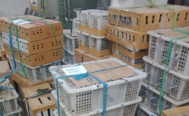 Sejumlah boks berisi ribuan burung yang gagal diselundupkan ke Jawa Sejumlah boks berisi ribuan burung yang gagal diselundupkan ke Jawa