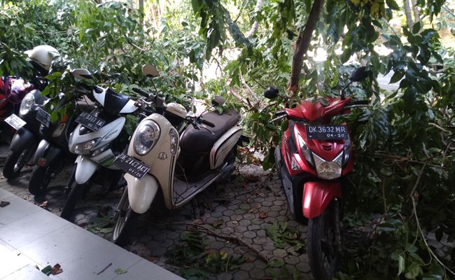 Pohon tumbang menimpa beberapa kendaraan. Pohon Tumbang, Jalan Melati, Denpasar, Timpa Kendaraan,