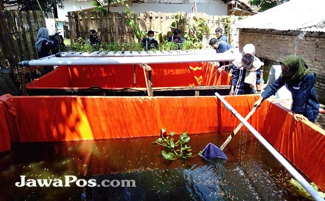 PEMBERDAYAAN: Para mahasiswa Politeknik Negeri Banyuwangi (Poliwangi) membuat kolam ikan nila yang di atasnya terdapat akuaponik, Minggu (6/9) PEMBERDAYAAN: Para mahasiswa Politeknik Negeri Banyuwangi (Poliwangi) membuat kolam ikan nila yang di atasnya terdapat akuaponik, Minggu (6/9)