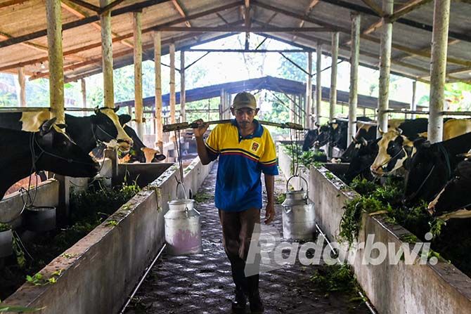 Produksi Susu Sapi Tembus 1,5 Juta Liter Produksi Susu Sapi Tembus 1,5 Juta Liter