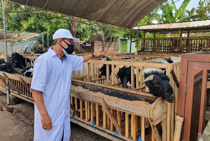 SEHAT: Petugas cek kesehatan hewan kurban. SEHAT: Petugas cek kesehatan hewan kurban.