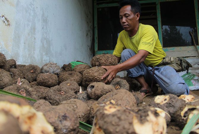 Budi Daya Porang Jadi Andalan Panglungan Wonosalam Jombang Budi Daya Porang Jadi Andalan Panglungan Wonosalam Jombang