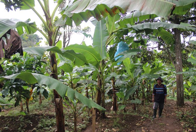 Manisnya Pisang Mas Wonosalam Lebih Manis dan Panjang Manisnya Pisang Mas Wonosalam Lebih Manis dan Panjang