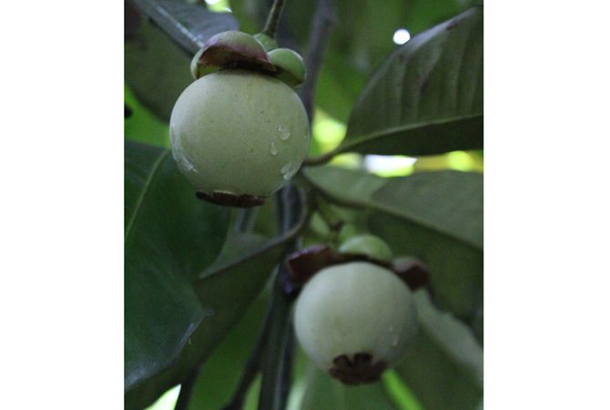 Hasil Panen Raya Buah Manggis Asli Desa Jarak Wonosalam Melimpah Hasil Panen Raya Buah Manggis Asli Desa Jarak Wonosalam Melimpah