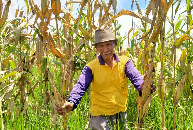 Keluhkan Serangan Hama Tikus, Petani Jagung Jelang Panen Keluhkan Serangan Hama Tikus, Petani Jagung Jelang Panen