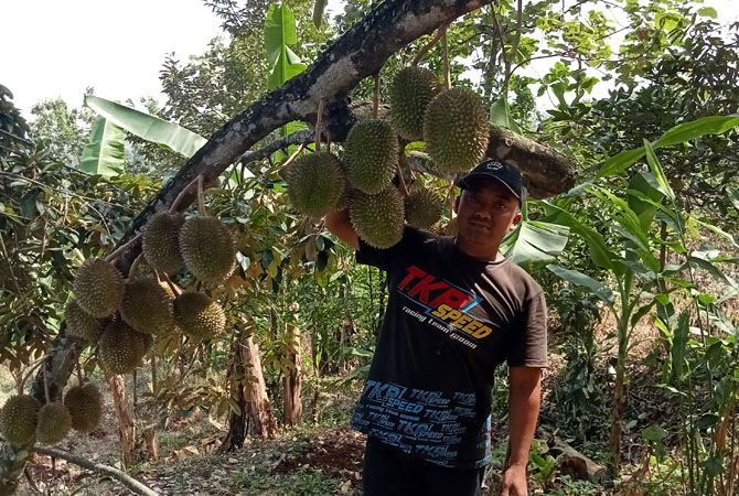 Pasar Buah Wonosalam Jaga Citra Durian Wonosalam Pasar Buah Wonosalam Jaga Citra Durian Wonosalam