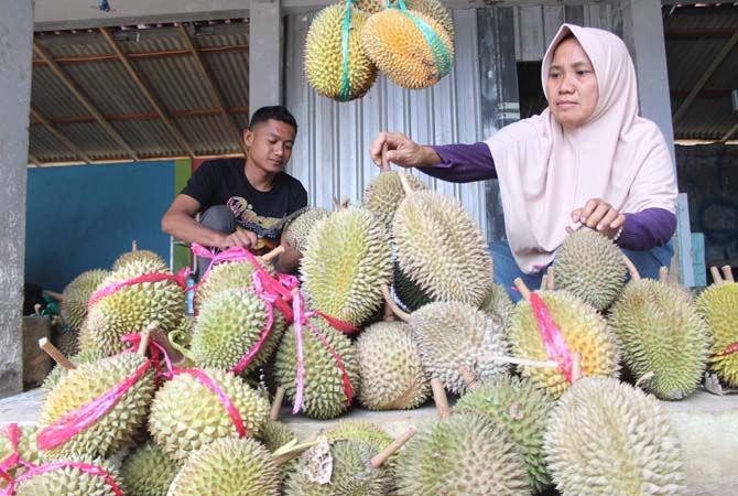 Durian Mentega Juga Banyak Diburu Durian Mentega Juga Banyak Diburu