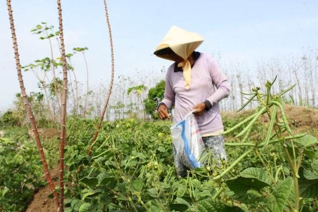JADI TUMPUAN: Petani memanen kacang hijau di lahan mereka yang kemarau ini mulai kesulitan air. Petani