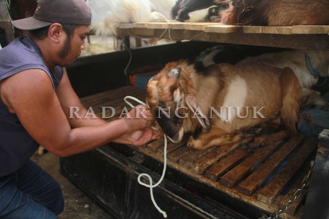 HANYA DALAM KOTA: Pedagang Kambing mengikat kambing di pikap. Permintaan kambing luar nganjuk. Kambing