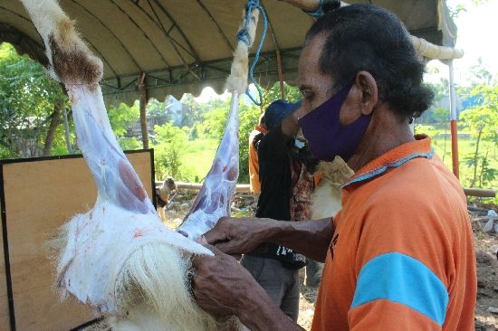 TETAP PROKES: Proses pemotongan hewan kurban. Kurban