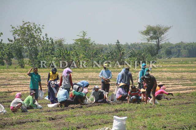 RUGI BESAR: Petani brambang di Desa Mojorembun, Kecamatan Rejoso beristirahat setelah panen kemarin. Harga brambang anjlok saat panen raya membuat petani menangis karena adanya perpanjangan PPKM. Brambang