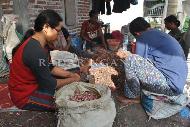 Bawang Merah Kota Angin Merana di 2021 Bawang Merah Kota Angin Merana di 2021
