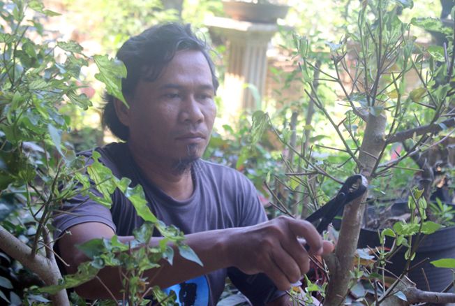HARUS PUNYA JIWA SENI: Fahrurr Rozi, salah satu trainer bonsai di Kudus sedang memangkas ranting pohon yang di-training menjadi bonsai. HARUS PUNYA JIWA SENI: Fahrurr Rozi, salah satu trainer bonsai di Kudus sedang memangkas ranting pohon yang di-training menjadi bonsai.