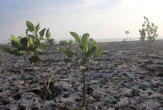 PENGHIJAUAN: Hampir setiap tahun beberapa instansi tanam mangrove. Ketika ombak besar, tanaman itu hilang disapu ombak. PENGHIJAUAN: Hampir setiap tahun beberapa instansi tanam mangrove. Ketika ombak besar, tanaman itu hilang disapu ombak.