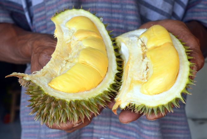 Bentuk daging durian Ipin-Upin Blora yang memiliki rasa terenak dan sering dicari pembeli. Bentuk daging durian Ipin-Upin Blora yang memiliki rasa terenak dan sering dicari pembeli.