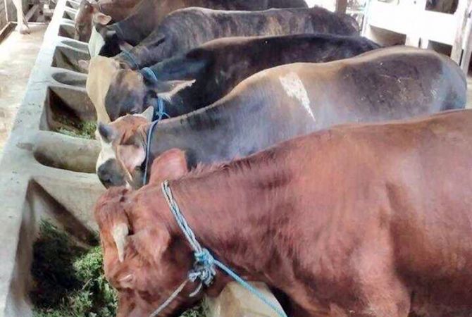 Sapi-sapi di kandang milik Anita yang berkapasitas 50 ekor. Sapi-sapi di kandang milik Anita yang berkapasitas 50 ekor.