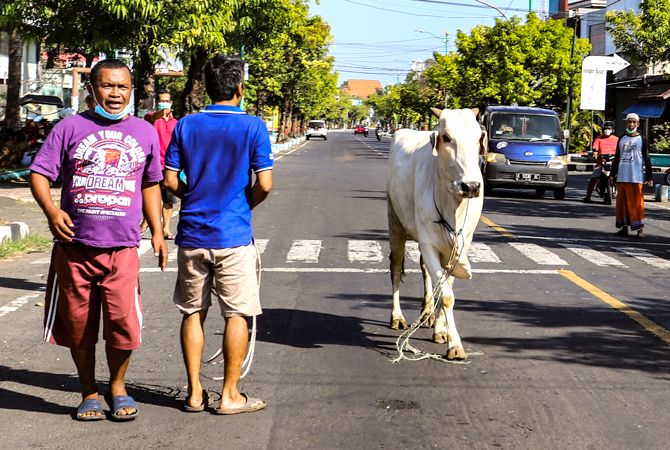 BERONTAK: Warga menghalau sapi yang lepas saat hendak disembelih di Jalan Pemuda Jepara kemarin. BERONTAK: Warga menghalau sapi yang lepas saat hendak disembelih di Jalan Pemuda Jepara kemarin.