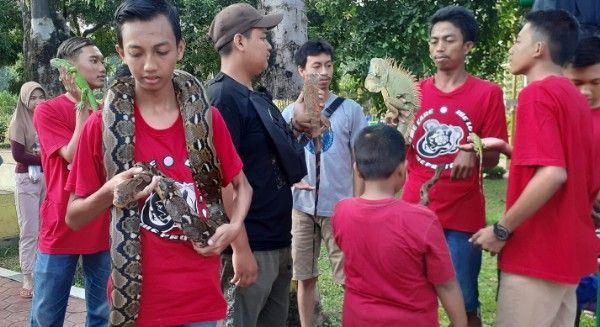 PIKAT PERHATIAN: Komunitas reptile memamerkan ularnya. PIKAT PERHATIAN: Komunitas reptile memamerkan ularnya.
