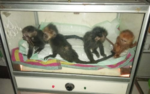 DILINDUNGI UNDANG-UNDANG: Empat ekor Lutung Jawa diamankan dalam sebuah kotak, Senin (5/10). DILINDUNGI UNDANG-UNDANG: Empat ekor Lutung Jawa diamankan dalam sebuah kotak, Senin (5/10).