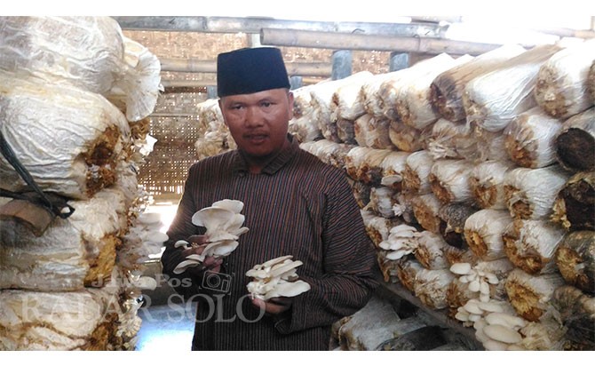 Kades Ini Sukses Budidayakan Jamur Tiram Putih Beromzet  