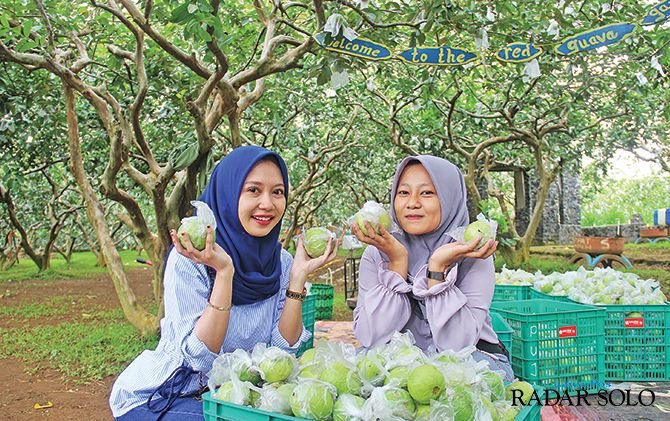 Pengunjung bisa memetik jambu sepuasnya. Pengunjung bisa memetik jambu sepuasnya.