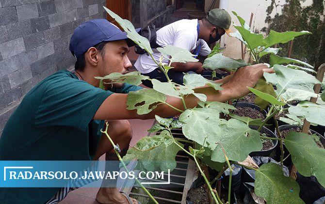 Warga merawat kebun sayur di rumahnya kemarin. Warga merawat kebun sayur di rumahnya kemarin.