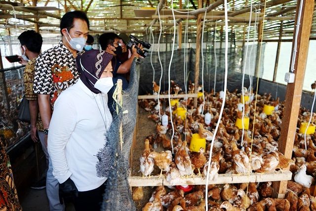 SUMBER GIZI: Tahura Lempung juga dilengkapi tempat peternakan ayam. SUMBER GIZI: Tahura Lempung juga dilengkapi tempat peternakan ayam.