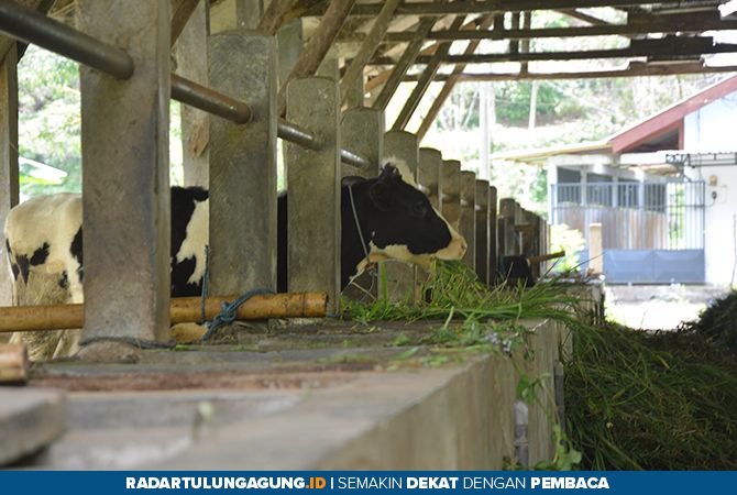 HANYA CONTOH : sapi perah yang dibudidayakan di wilayah Kecamatan Bendungan yang dulunya ada program kredit bunga rendah bagi masyarakat HANYA CONTOH : sapi perah yang dibudidayakan di wilayah Kecamatan Bendungan yang dulunya ada program kredit bunga rendah bagi masyarakat