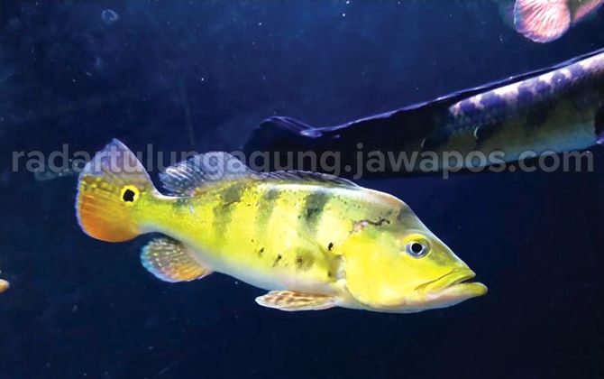 EKSOTIK: Peacock bass. EKSOTIK: Peacock bass.