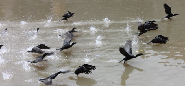 Kawanan Belibis Di Tukad Badung