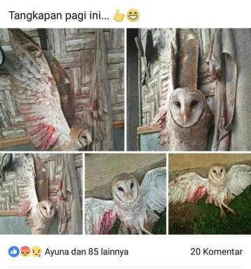 Netizen Kecam Penembakan Burung Hantu