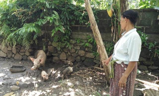 Mangsa Ternak Anjing Liar Resahkan Warga Sente