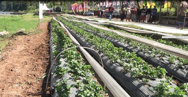 Tlf Libatkan Petani Milenial Kenalkan Pertanian Modern