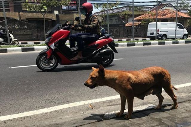 Anjing Rabies Gigit Delapan Warga Songan