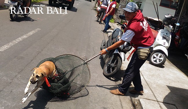 Kasihan Nolong Anjing Liar Suami Waka Dprd Malah Kena Gigit