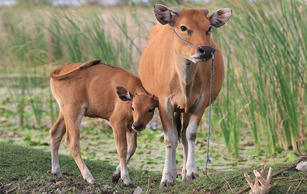 Genjot Populasi Sapi Bali Pascaerupsi Ini Langkah Distan Karangasem
