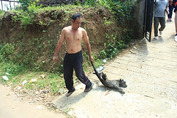 Lagi Anjing Rabies Gigit Dua Korban Zona Merah Baru Bermunculan