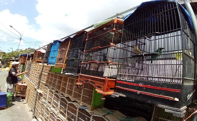 Permen Lhk Bikin Gaduh Pecinta Burung Di Bali