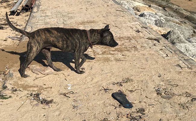 Menjijikkan Anjing Terduga Rabies Jadi Santapan Di Warung Rw