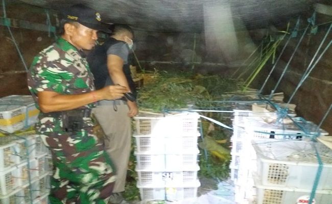 Bernilai Ratusan Juta 1 500 Burung Ilegal Dikirim Oknum Pengusaha