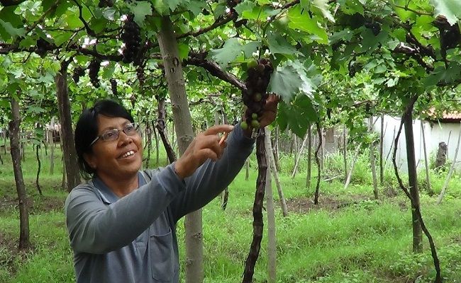 80 Gambar Anggur Bali Terlihat Keren 80 Gambar Anggur Bali Terlihat Keren