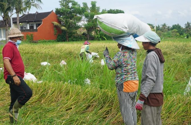 Panen Lebih Cepat Padi Varietas Moeldoko 70 Diminati Petani Klungkung<script async src=