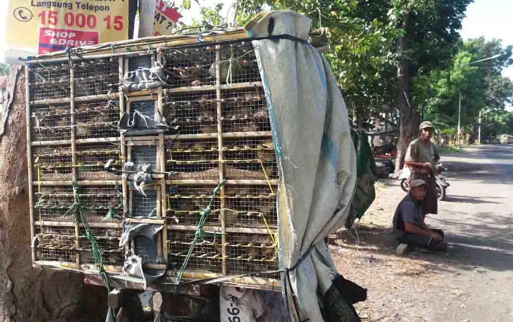 Menjaring Uang Dari Burung Emprit