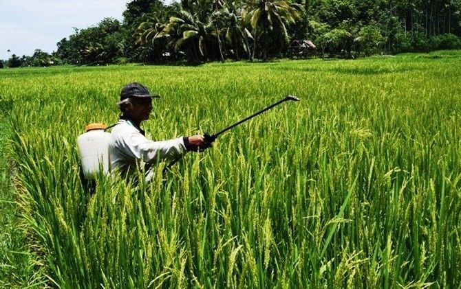 Disperta Pangan Warning Dampak Penggunaan Pestisida Berlebihan