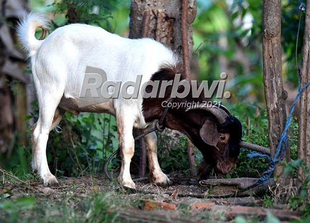 Kambing Boer Si Raksasa Yang Kalem
