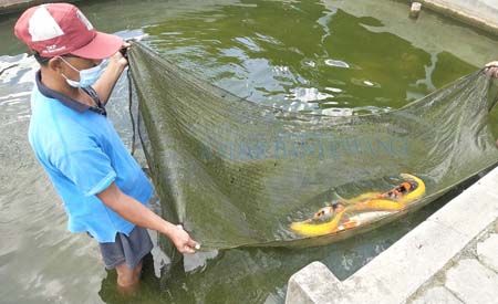 Koi Ikan Warna Warni Yang Masih Diminati